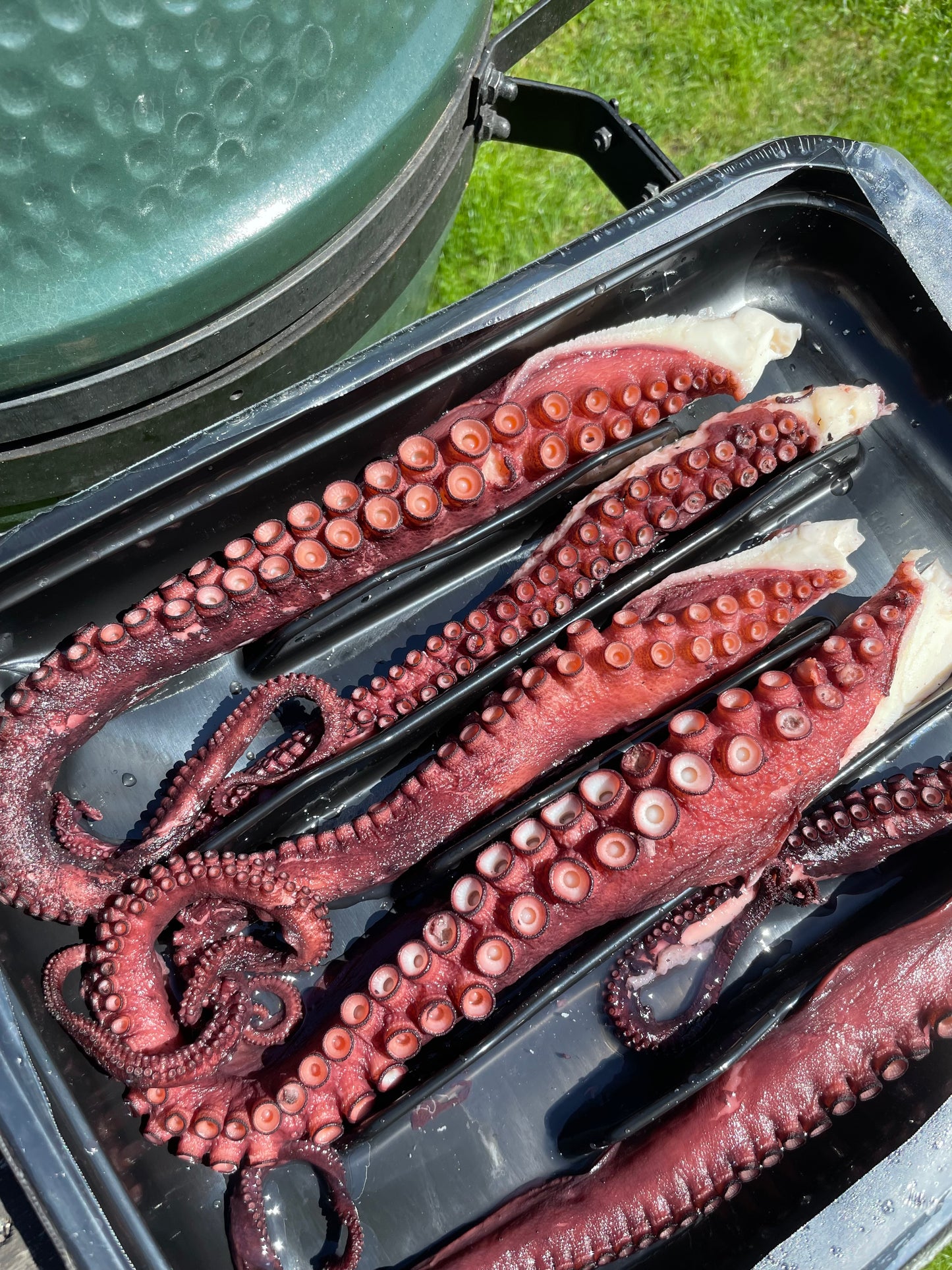 Octopus tentacles 1kg